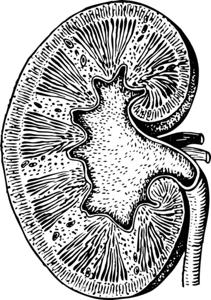Ilustrace Lidských Ledvinových Orgánů — Stockový vektor