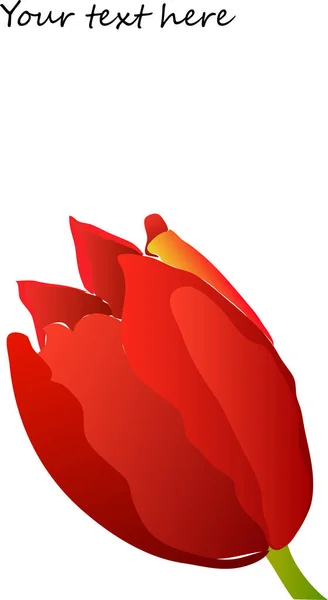 Grußkarte Mit Roter Tulpe Vektorillustration — Stockvektor