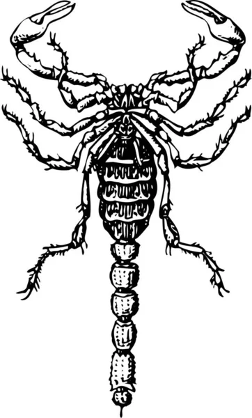 Векторный Рисунок Скорпиона Черной Линией — стоковый вектор