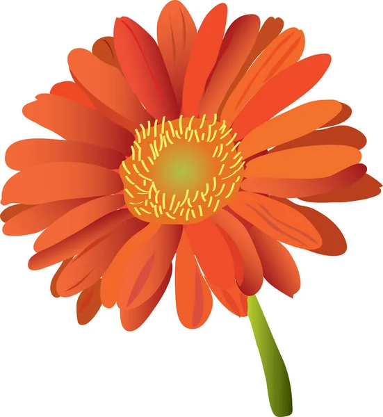 Fleur Gerbera Orange Avec Tige — Image vectorielle