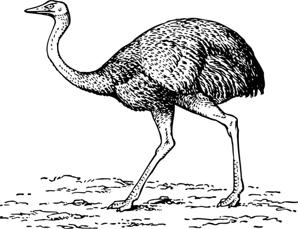 Ostrich의 — 스톡 벡터