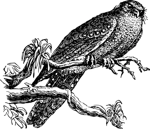 Vector Black Drawing Bird Branch — Stock Vector