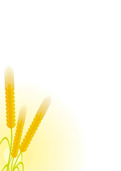 Golden Wheat Ears Vector Illustration — Stock Vector