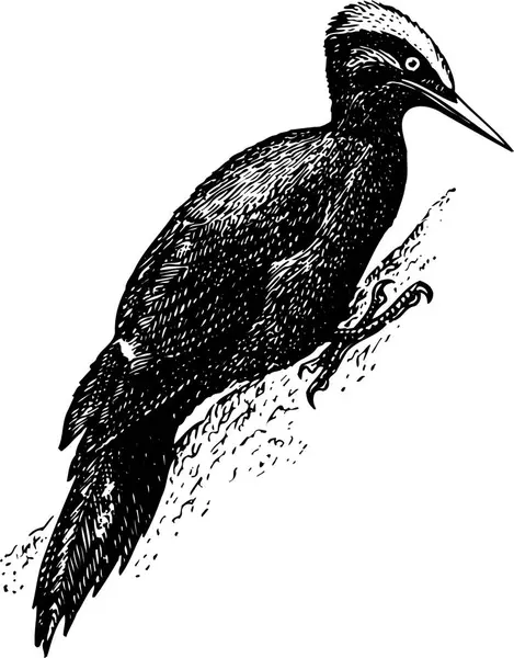 Web Illustration Des Vogels Auf Weißem Hintergrund — Stockvektor