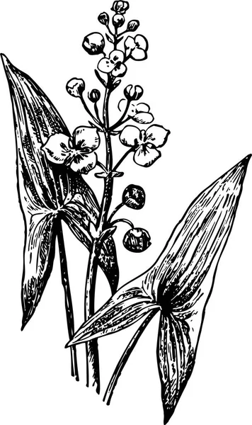 Schwarz Weiße Illustration Einer Pflanze Mit Blumen — Stockvektor