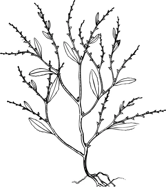 Гілка Дерева Листям Білому Тлі — стоковий вектор