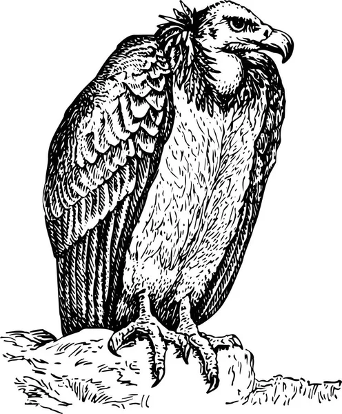 Векторна Ілюстрація Вульфи Пером — стоковий вектор