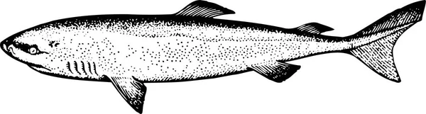 Fish Engraving Vector Illustration — Stock Vector