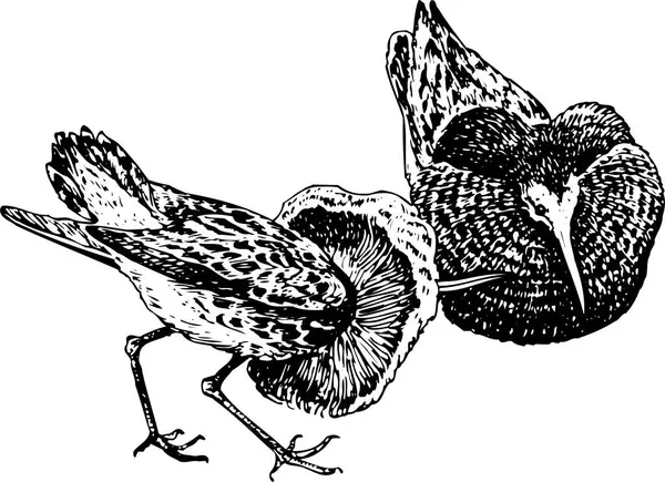 Εικονογράφηση Διανύσματος Πτηνών Φόντο — Διανυσματικό Αρχείο