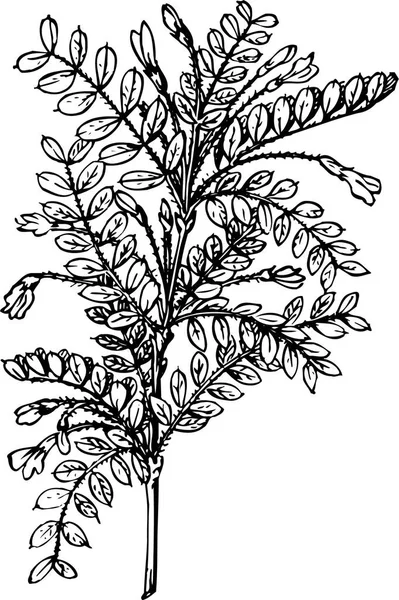 Черно Белый Рисунок Pkant Листьями — стоковый вектор