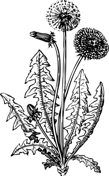 Διανυσματική Απεικόνιση Των Λουλουδιών Ενός Φυτού — Διανυσματικό Αρχείο