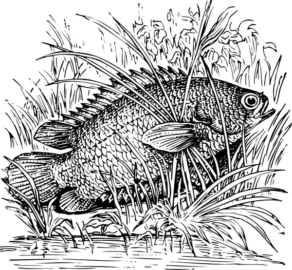 Vector Illustration Fish Grass — Stock Vector