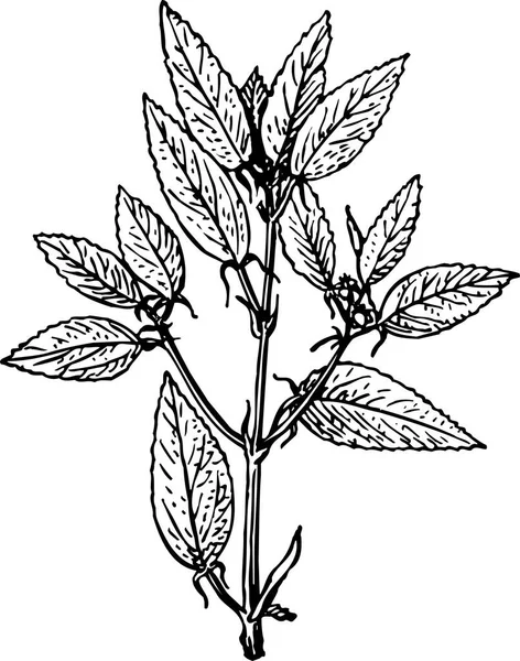 Черный Силуэт Листьями Растения — стоковый вектор
