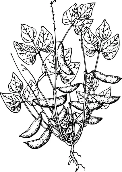 Чорно Біла Векторна Ілюстрація Красивої Рослини Листям — стоковий вектор