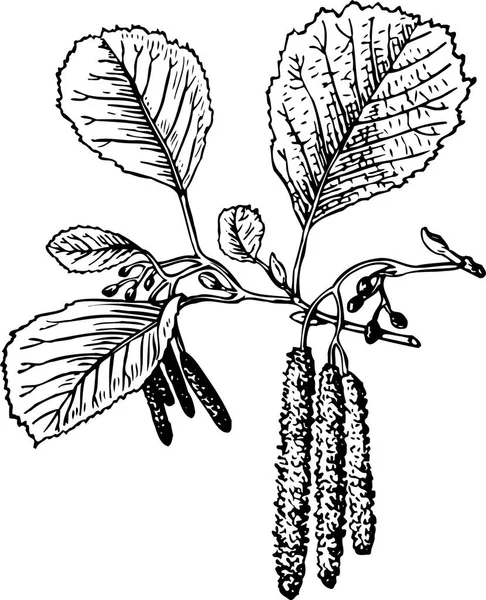 Schwarz Weiß Schöne Kunstwerke Von Pflanzen Flora Natur Vektorillustration — Stockvektor