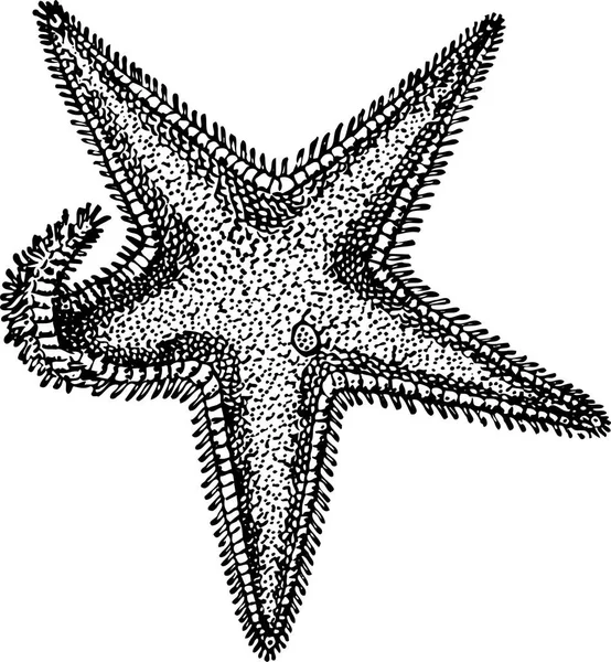 Vektorová Ručně Kreslená Ilustrace Hvězdice — Stockový vektor