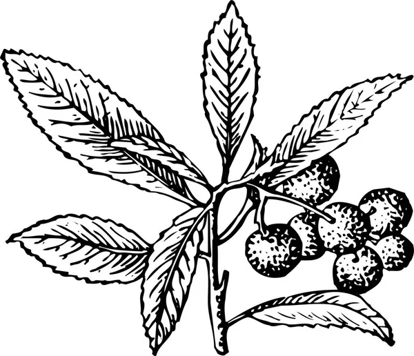 葉のある美しい植物の黒と白のベクターイラスト — ストックベクタ