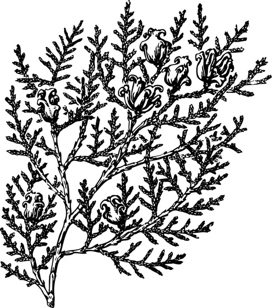Ручной Рисунок Ветки Листьями — стоковый вектор