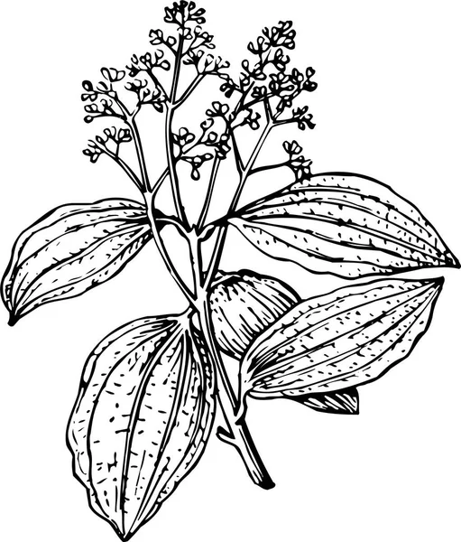 Schwarz Weiße Vektorillustration Einer Schönen Pflanze Mit Blättern — Stockvektor