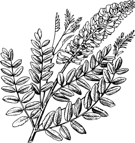 Fekete Fehér Vektor Illusztráció Gyönyörű Növény Levelekkel — Stock Vector