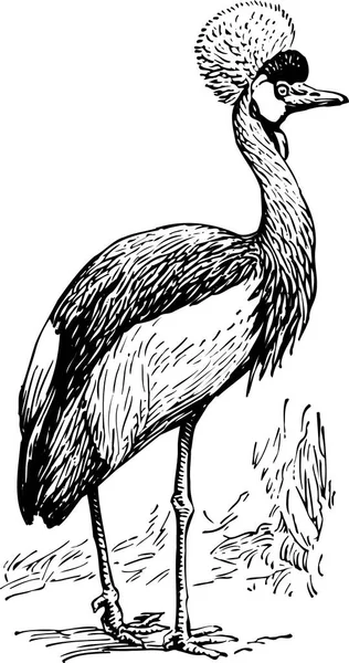 Ilustrasi Hitam Dan Putih Dari Burung Pelikan Hitam Dan Putih - Stok Vektor