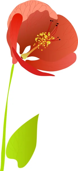 Vector Bloem Rode Papaver Geïsoleerd Witte Achtergrond Illustratie Vector Bloemen — Stockvector