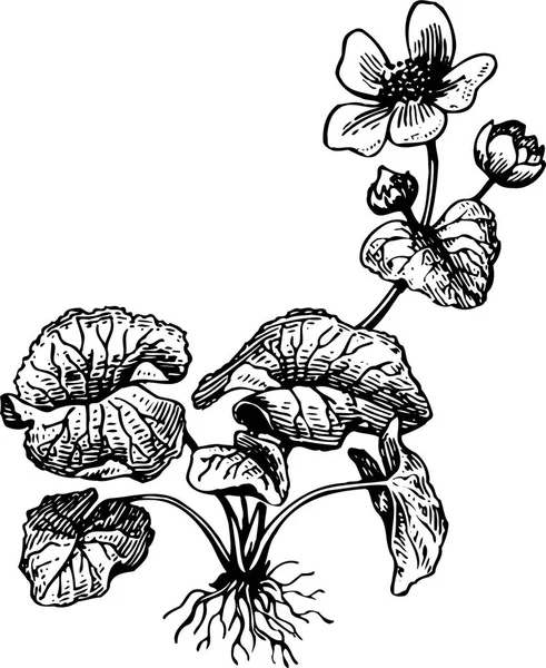 Vector Flores Blancas Negras Aisladas Sobre Fondo Blanco — Archivo Imágenes Vectoriales