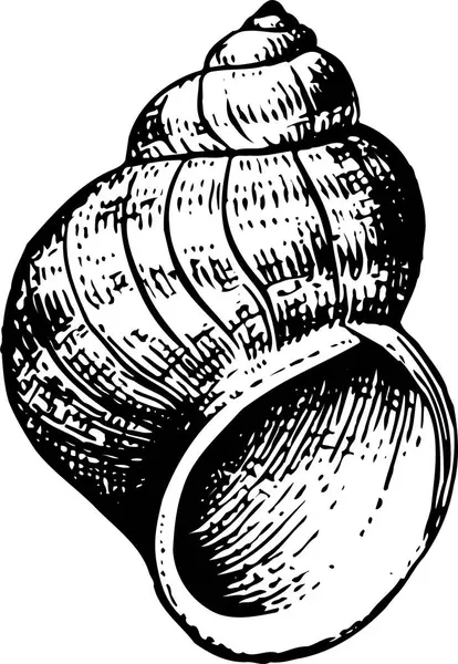 Bir kabuğun vektör illüstrasyonu