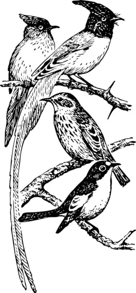 Burung Burung Cabang Pohon - Stok Vektor