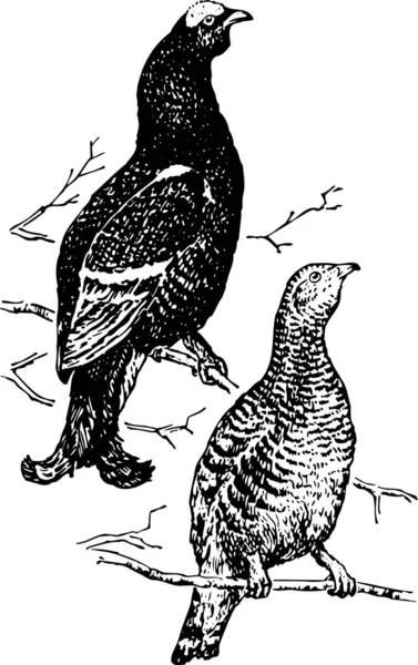 Svartvit Illustration Fåglar — Stock vektor