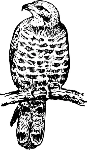 Web Illustration Des Adlers Auf Weißem Hintergrund — Stockvektor