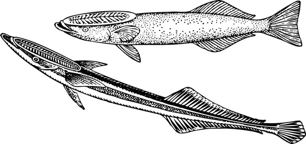 Illustration Two Black White Fish Icons White Background — Stock Vector