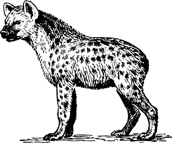 Černá Bílá Vektorová Ilustrace Šakala Nebo Tečkované Hyeny Izolované Bílém — Stockový vektor