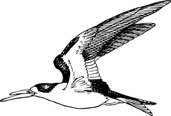 Vektör Uçan Bir Kuş Çizimi — Stok Vektör