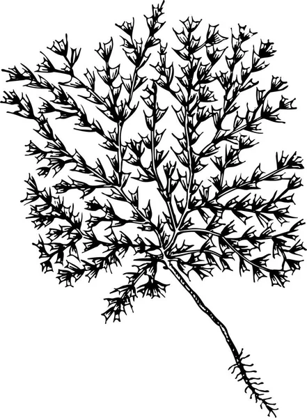 Ασπρόμαυρη Διανυσματική Απεικόνιση Όμορφου Φυτού Φύλλα — Διανυσματικό Αρχείο