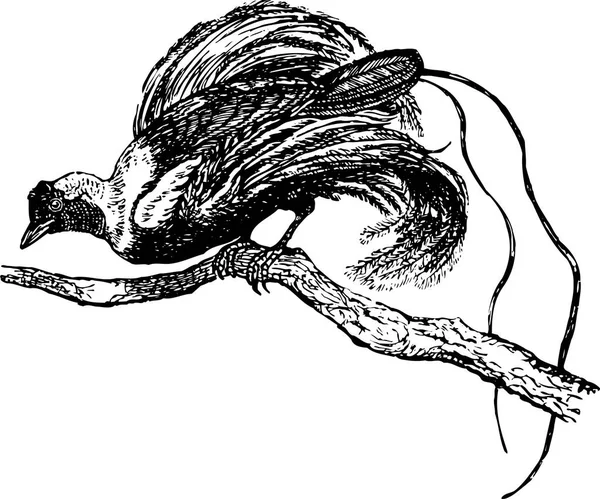 Schwarz Weiße Vektorillustration Eines Vogels — Stockvektor