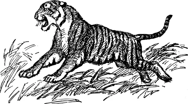 Ασπρόμαυρη Εικονογράφηση Μιας Τίγρης — Διανυσματικό Αρχείο