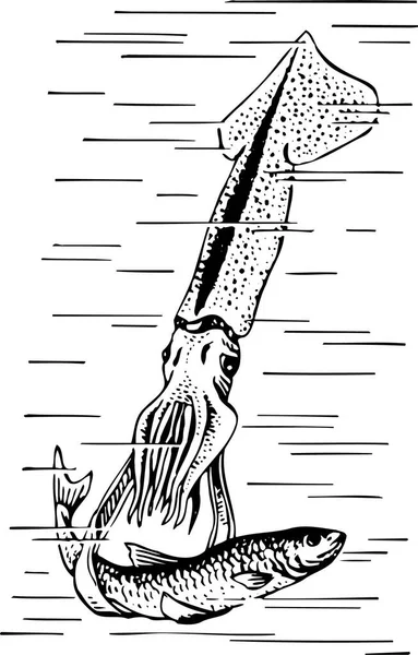 Black White Illustration Squid Isolated White — Stock Vector