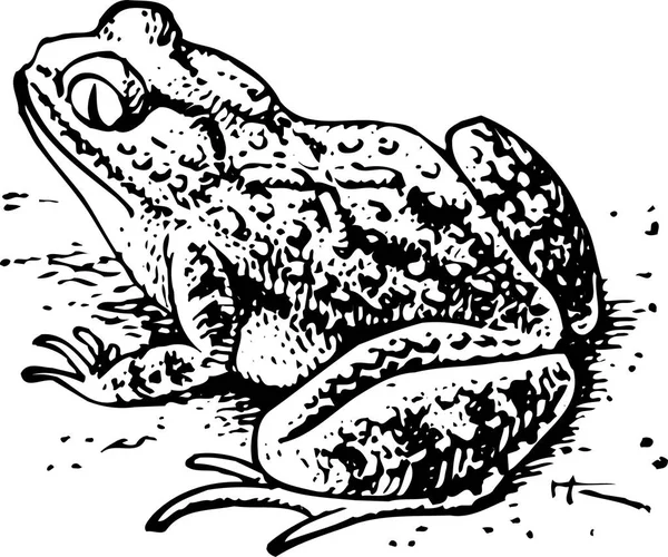 漫画カエルのベクトル図 — ストックベクタ