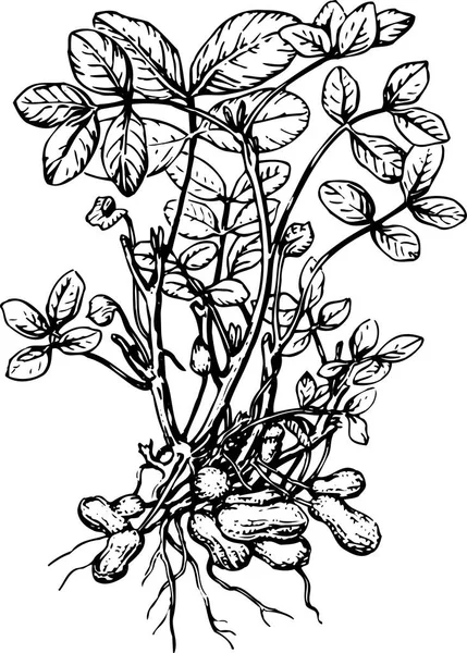 Černá Bílá Vektorová Ilustrace Krásné Rostliny Listy — Stockový vektor