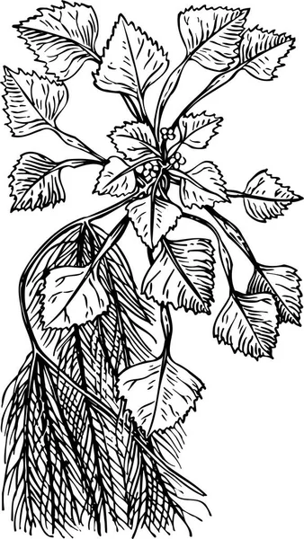 Fekete Fehér Gyönyörű Műalkotások Növények Növény Természet Vektor Illusztráció — Stock Vector