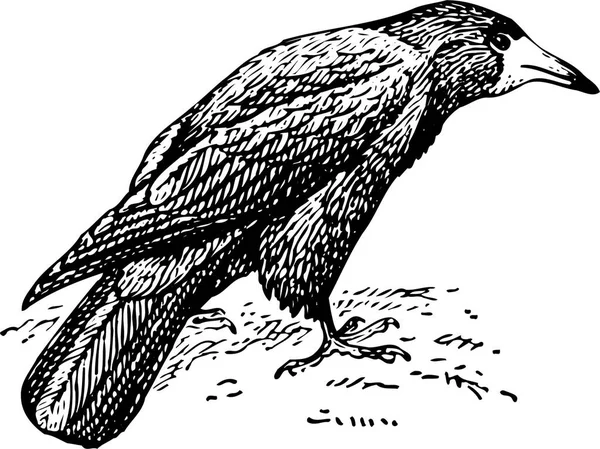 Ασπρόμαυρη Διανυσματική Απεικόνιση Ενός Πτηνού — Διανυσματικό Αρχείο