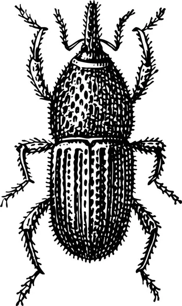 Vector Escarabajo Con Una Hoja — Archivo Imágenes Vectoriales