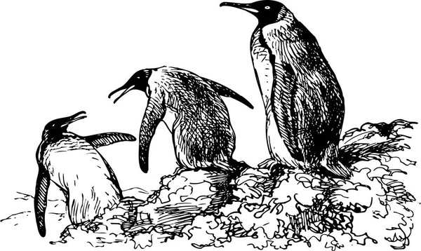 Černá Kresba Tučňáků Inkoustem — Stockový vektor