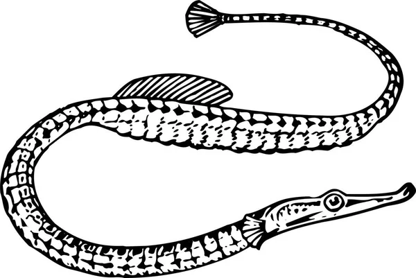 Black White Illustration Eel Fish — Stock Vector