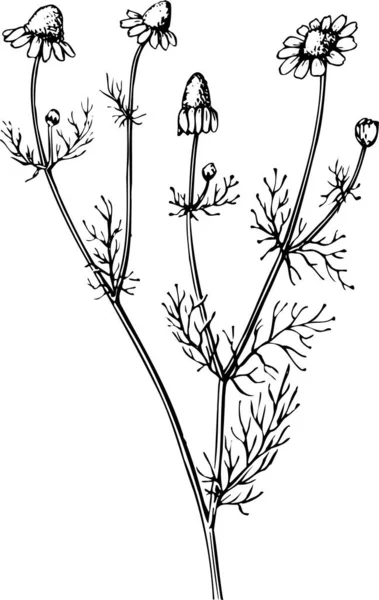Vector Sketch Wild Flowers — Stock Vector