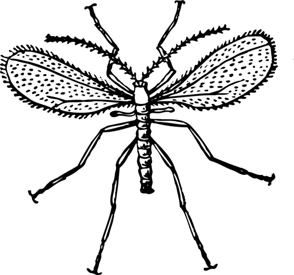 Libelle Schwarz Weiß Zeichnung — Stockvektor