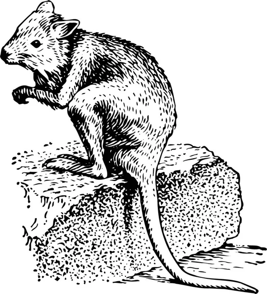 Ilustração Preto Branco Rato — Vetor de Stock