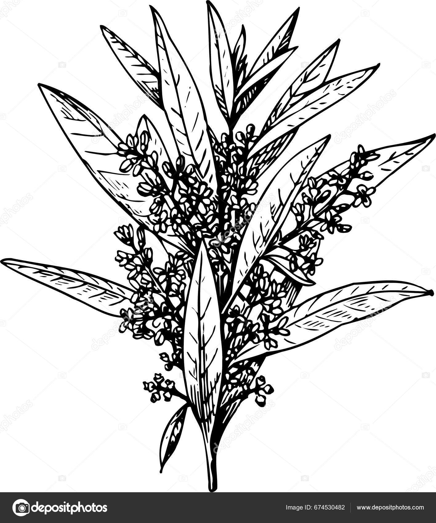 Ilustración Vectorial Blanco Negro Hojas Vector de stock por