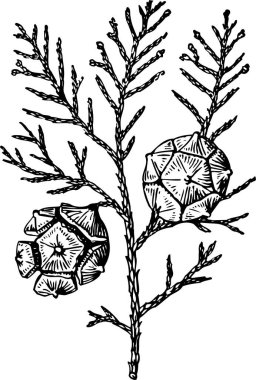 Yapraklı güzel bitkinin siyah-beyaz çizimi